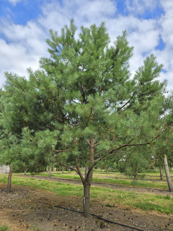Grove Den