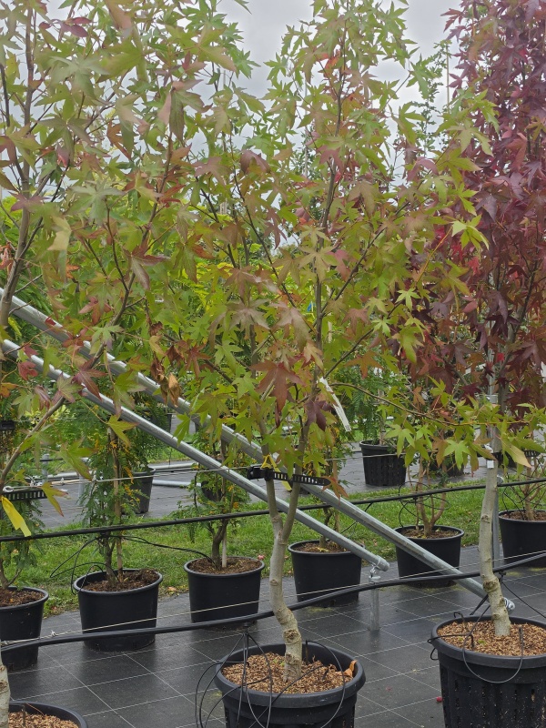 Amberbaum Niederstamm Halbstamm