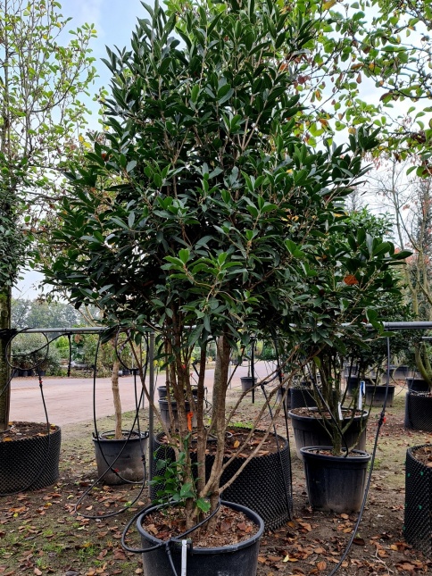 Osmanthus armatus bloei in oktober