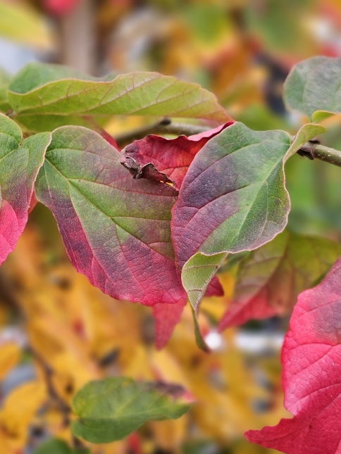 Perzisch IJzerhout 'Bella' herfstkleuren