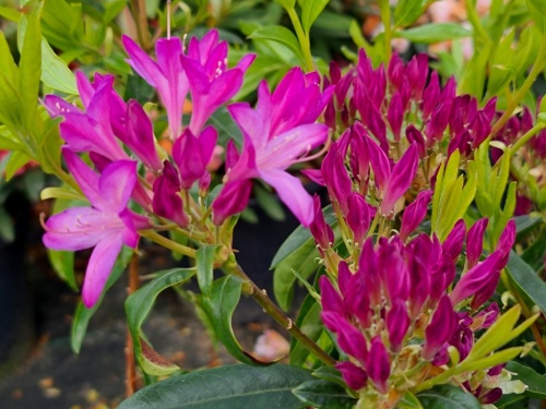 Azaleodendron Gowenianum pink