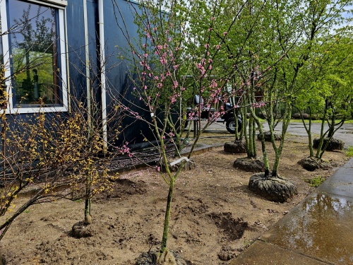 Judasboom 'Tennesee Pink' met roze bloemen