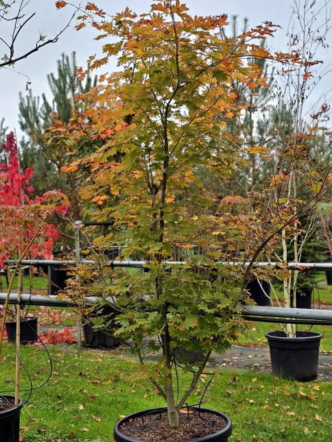 Acer x pseudosieboldianum 'North Wind' herfsttinten