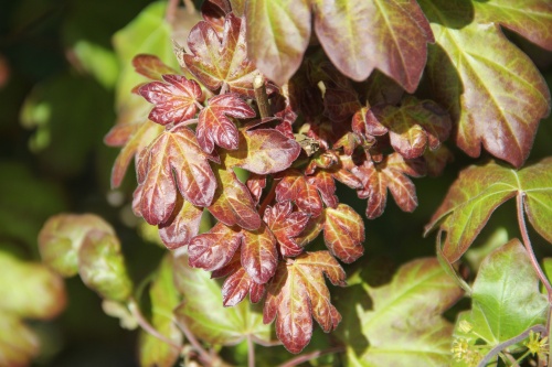 Veldesdoorn 'Red Shine' bladkleur