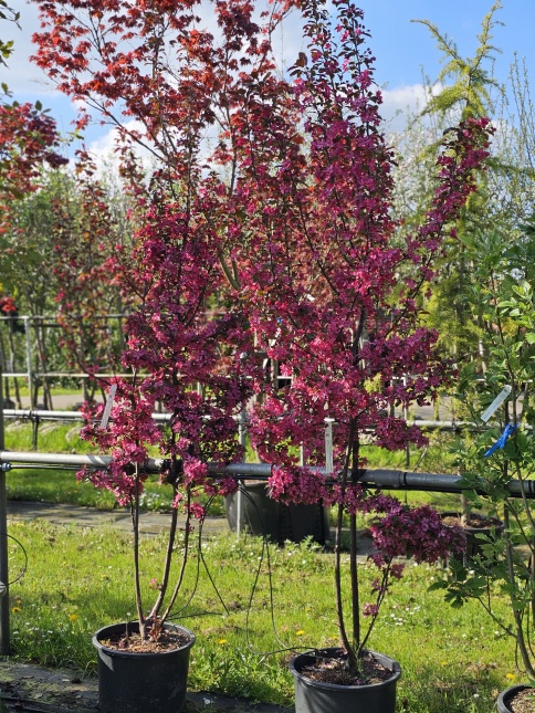 Malus 'Veitch's Scarlet'
