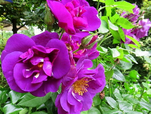 Rosa 'Rhapsody in Blue'