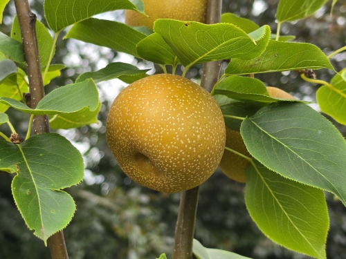 Japanse Nashi peer