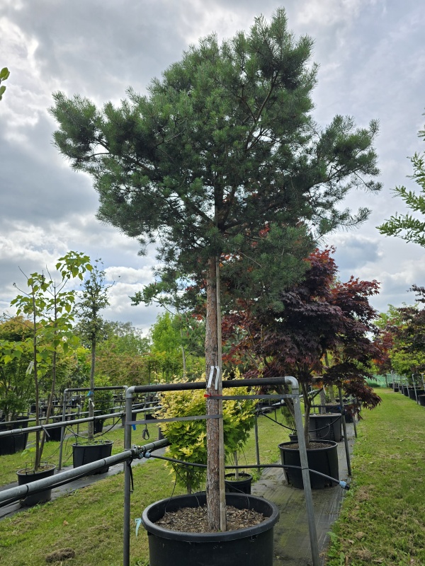 Grove Den