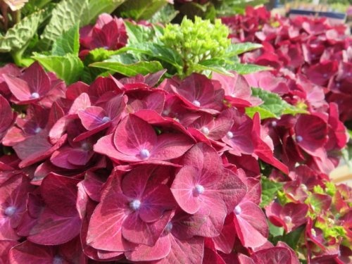 Гортензия крупнолистная — Пик декоративности