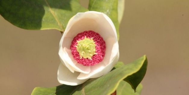 Magnolia
