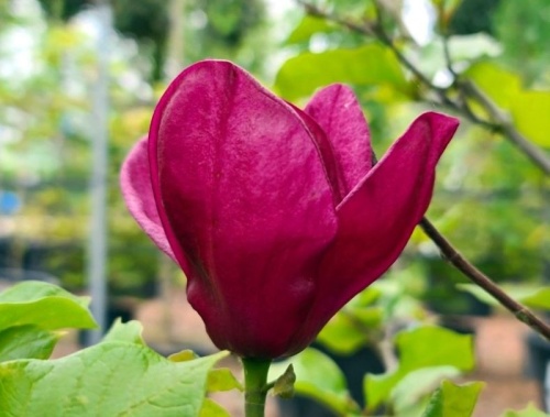 Magnolia 'Black Tulip'
