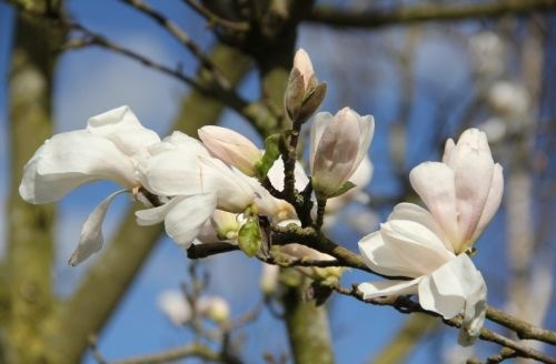 Magnolia 'Donna' is een rijk bloeiende struik voor de tuin
