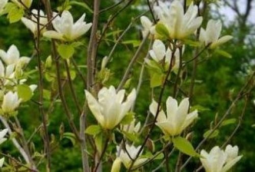 Magnolia 'Double Diamond' te koop in onze webshop