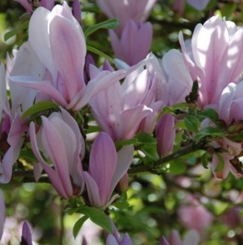 Magnolia 'George Henry Kern' met prachtige bloemen