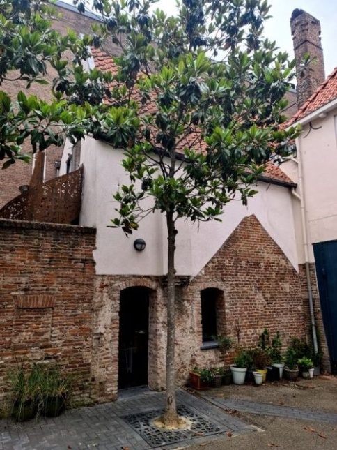 Magnolia 'Galissonnière', hoogstam