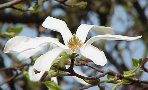 Magnolia Kobus Isis bloem