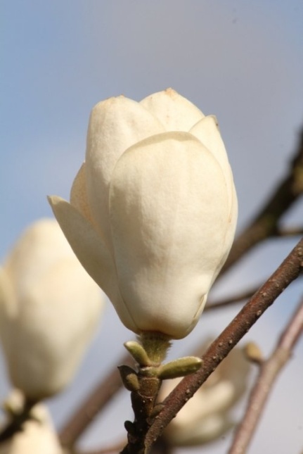 Magnolia 'Lennei Alba' bloemen