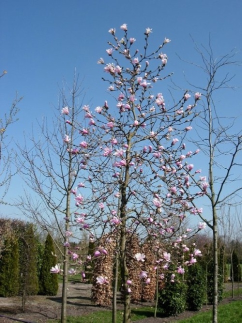 Magnolia 'Leonard Messel', hoogstam open bloem