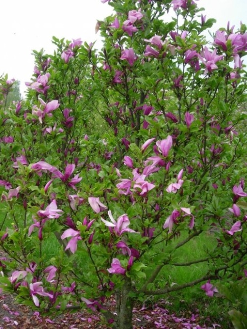 Magnolia 'Nigra', meerstammige boom