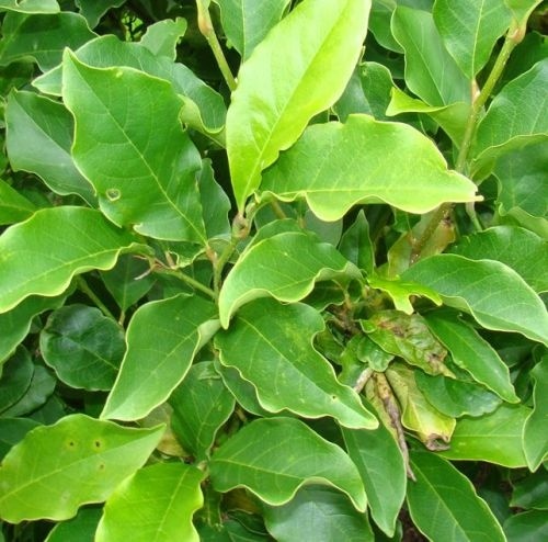 Magnolia 'Nigra' bloem