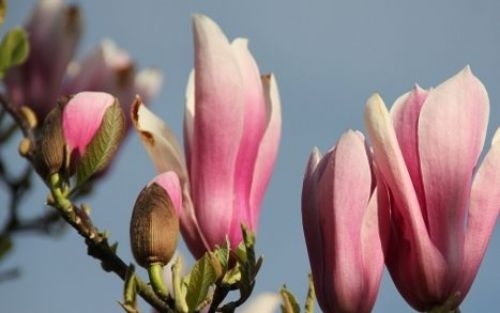 Magnolia 'Royal Crown', meerstammige bomen leveren wij in verschillende maten