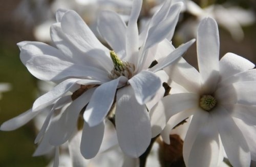 Magnolia 'Royal Star', halfstam witte bloemen