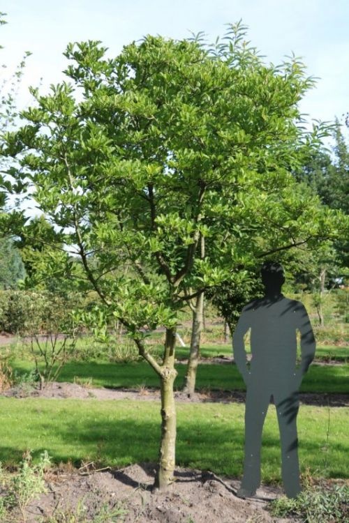 Magnolia 'Royal Star', hoogstam boom