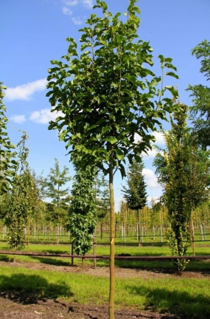 Magnolia 'Spectrum', bloei 23 maart 2026
