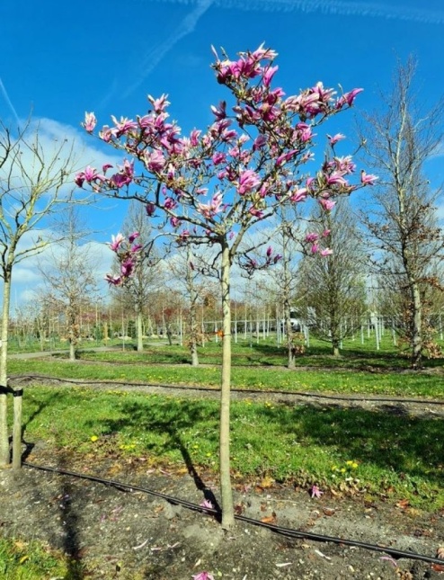 Magnolia 'Susan' - boompje op stam
