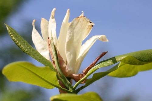 Magnolia tripetala met groot zomerblad