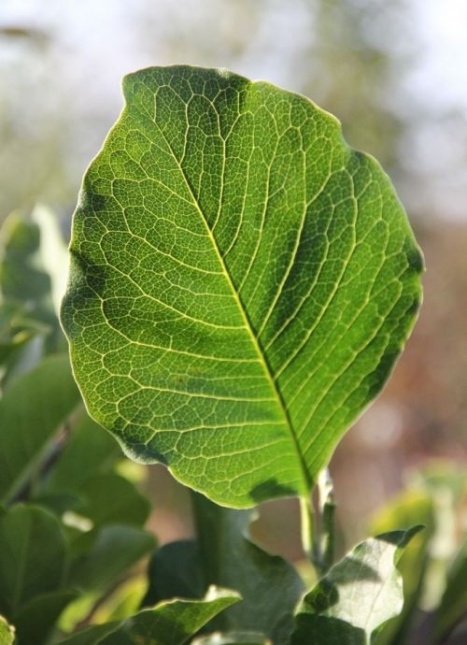 Magnolia Wildcat - Magnolia X loebneri 'Wildcat'