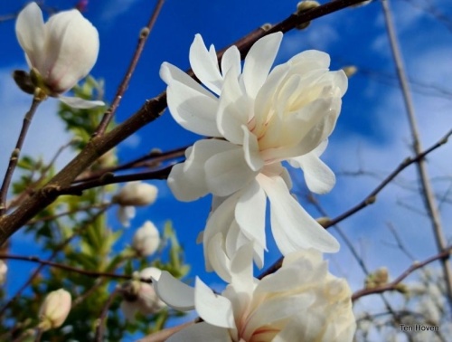 Magnolia 'Wildcat' als bloeiende heester