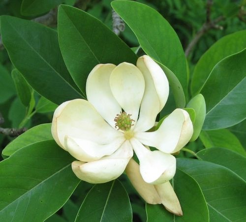 Magnolia wilsonii bloeiende sierheester