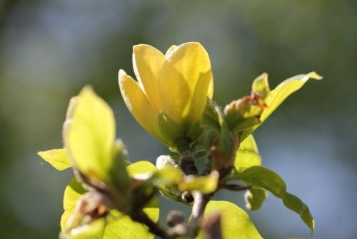 Magnolia 'Yellow Bird', hoogstam bloesem
