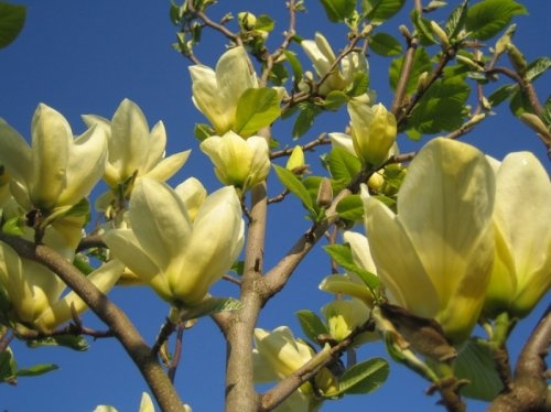 Magnolia 'Yellow River' ook wel Chinese Magnolia genaamd