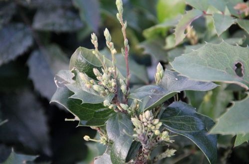 Mahoniestruik 'Apollo'