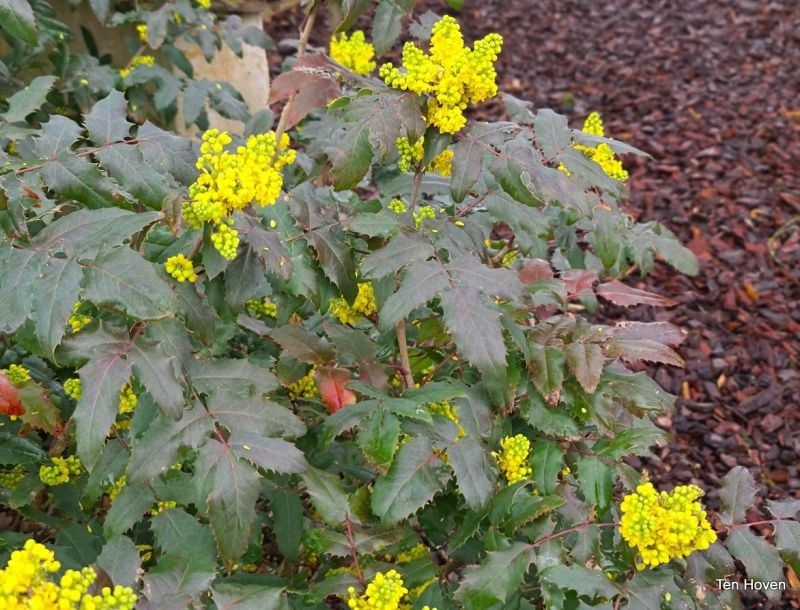 Mahoniestruik aquifolium in bloei