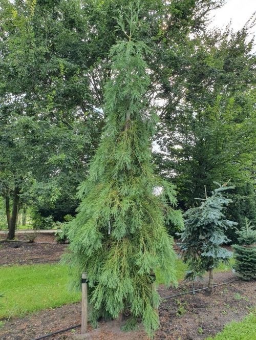 Mammoetboom 'Barabits Requiem' in park