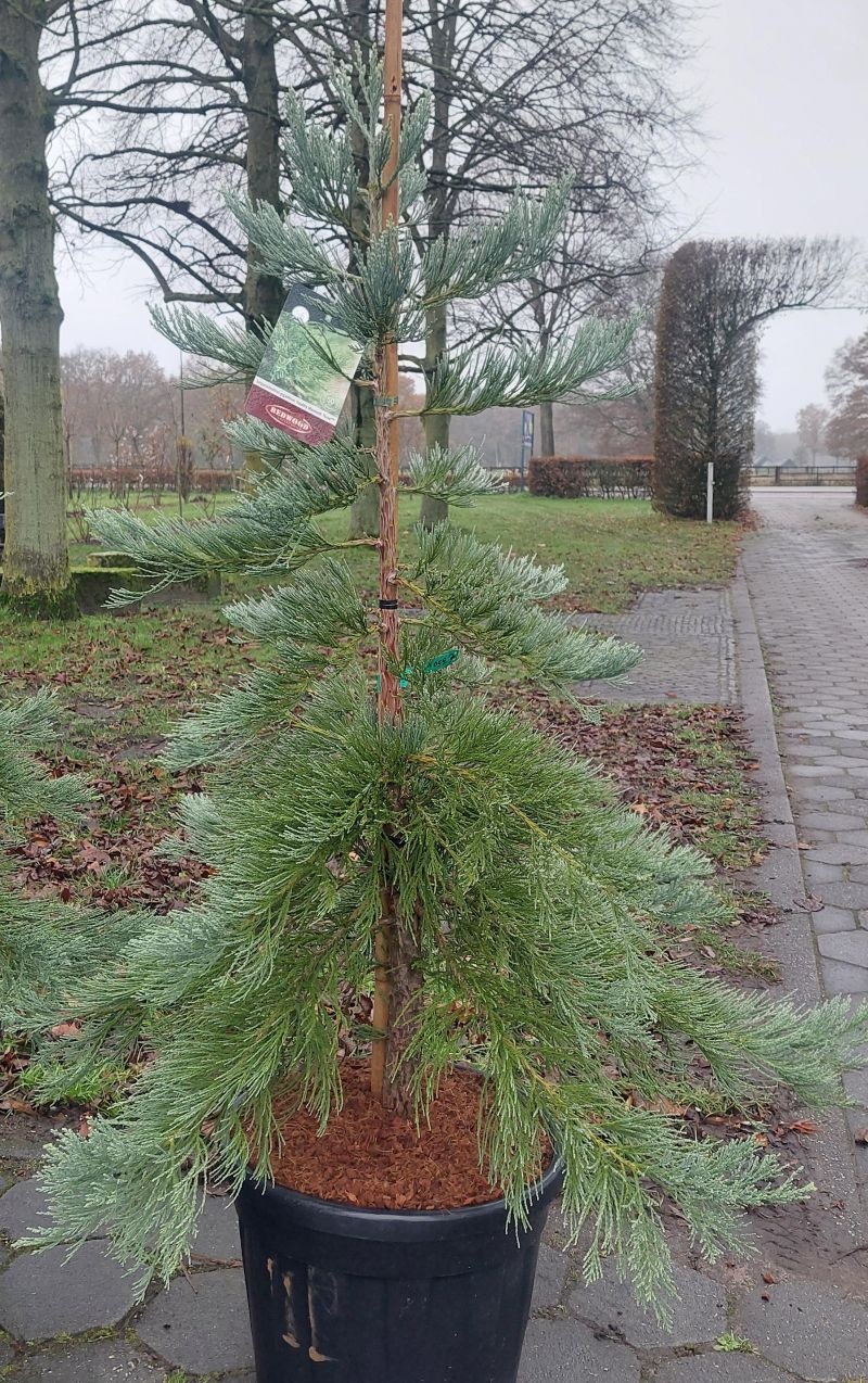 Mammoetboom 'Healthy Mammoth Three'