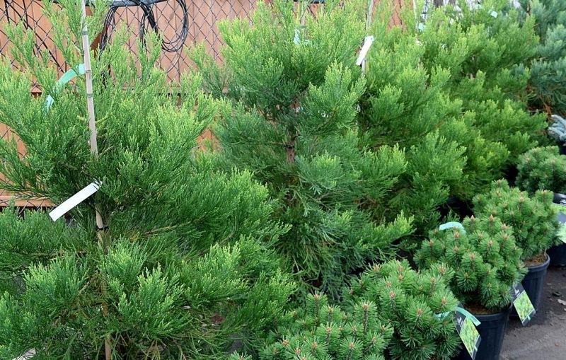 Mammoetboom 'Healthy Mammoth Two'