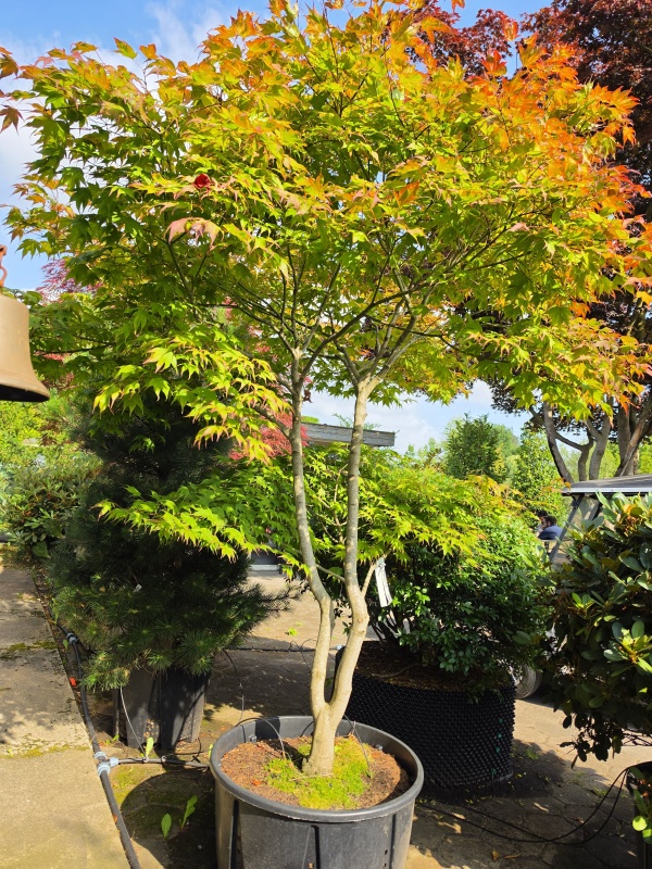 Japanse dwerg esdoorn Tsumabeni