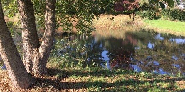 Meerstammige volwassen bomen