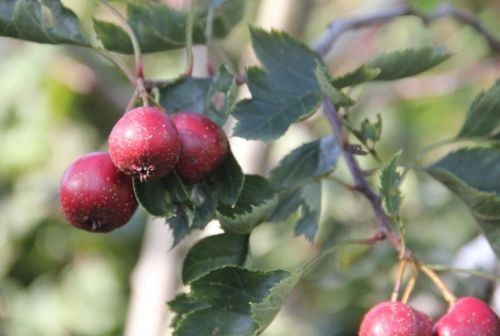 Meidoorn 'Big Golden Star', meerstammige bomen en struiken