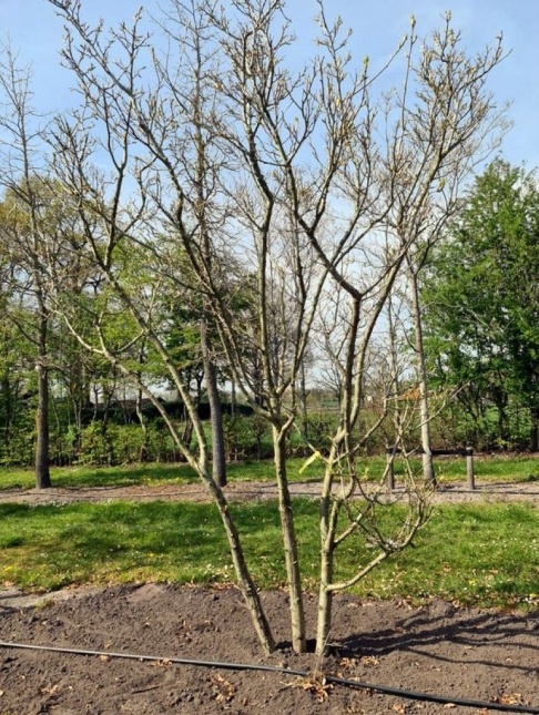 Crataegus lavellei 'Carrierei' herfst
