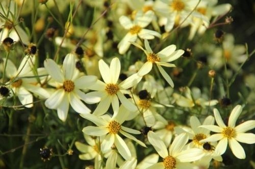 Frisse bloesem van de Coreopsis verti. 'Moonbeam'