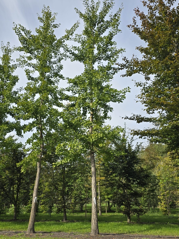 Japanse notenboom