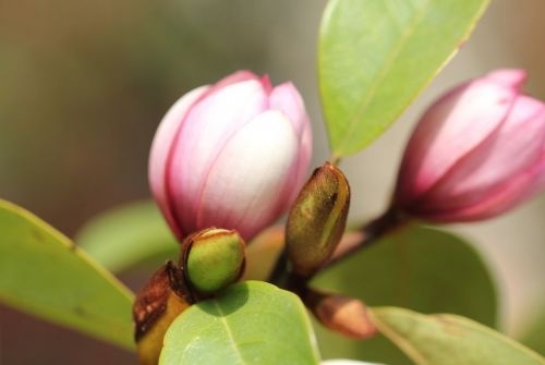 Michelia 'Fairy Magnolia Blush' bloemen