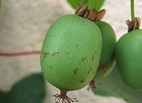 Mini kiwi - Actinidia arguta 'Issai'