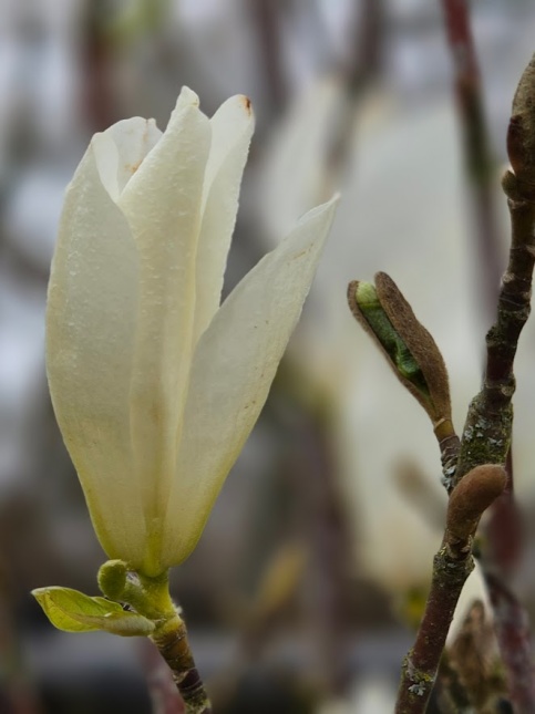 Magnolia Kobus Isis bloem bloeit vanaf eind maart
