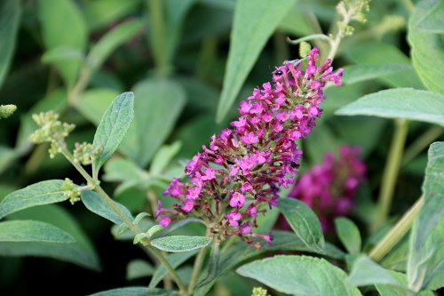 Vlinderstruik 'Summer Beauty' met roze bloesem